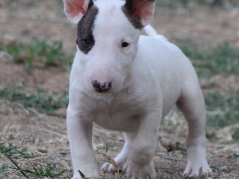 Mini Bull Terijer prelepi štenci