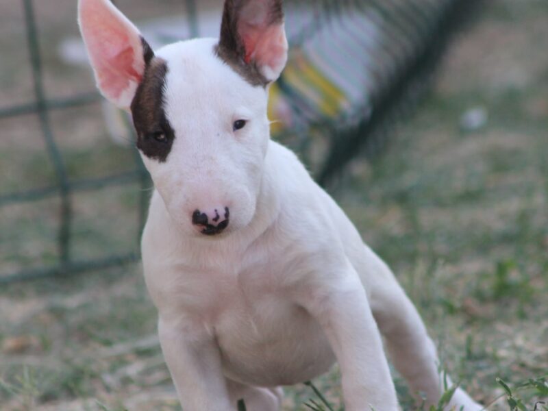 Mini Bull Terijer prelepi štenci