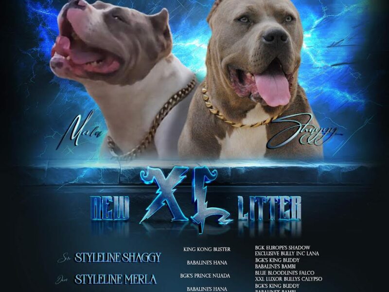 American bully xl