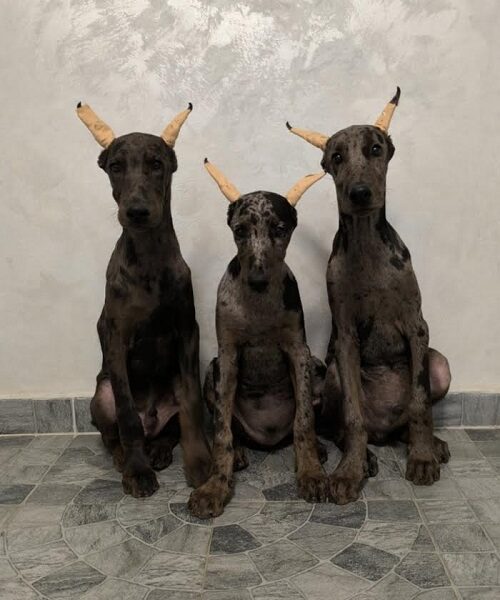 Doberman