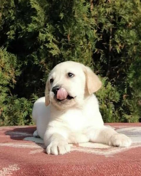 Labrador retriver