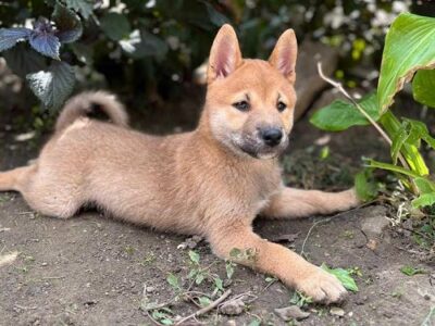 Štenci Shiba inu