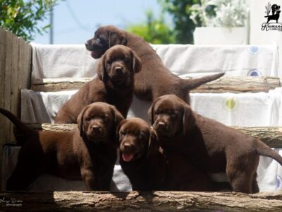 Labrador Retriver štenci, čokoladni