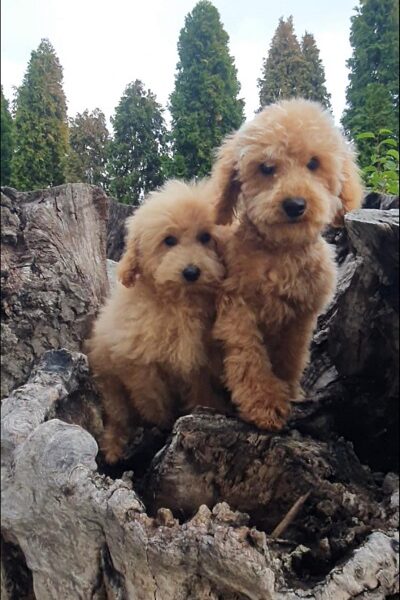 Prelepi MALTIPOO štenci