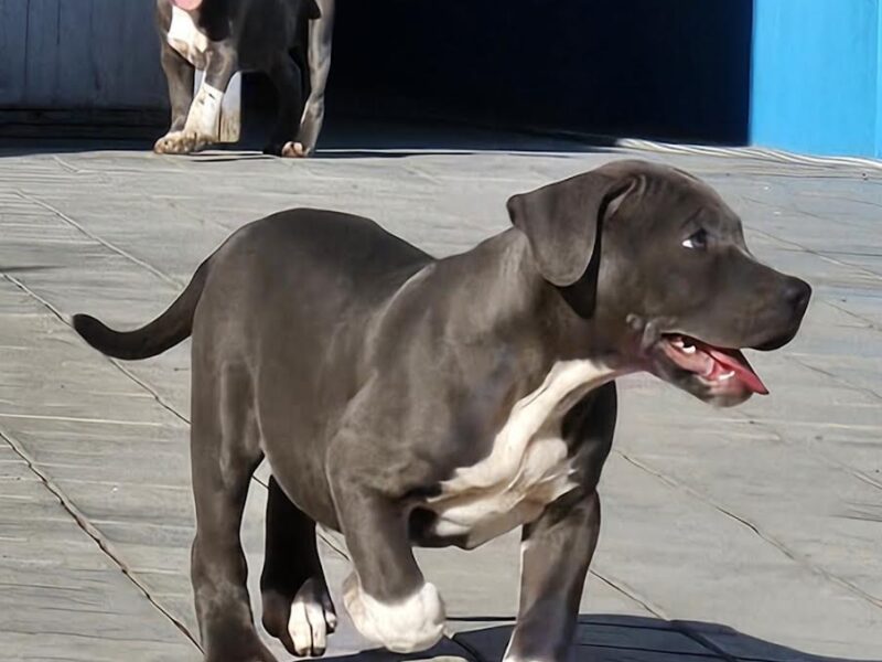 American bully xl