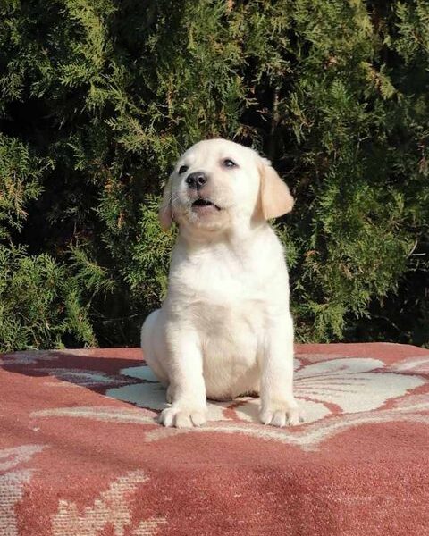 Labrador retriver