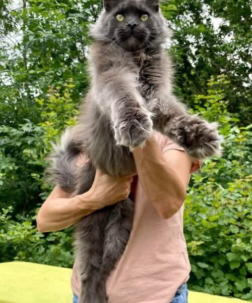 Maine Coon mačići