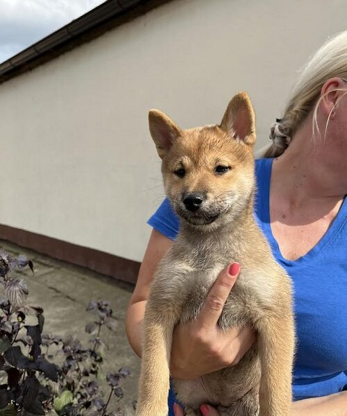 Štenci Shiba inu