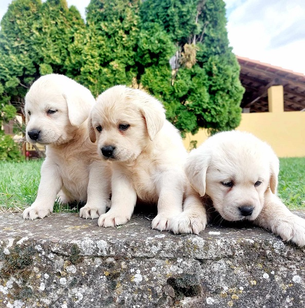 Labrador retriver štenci