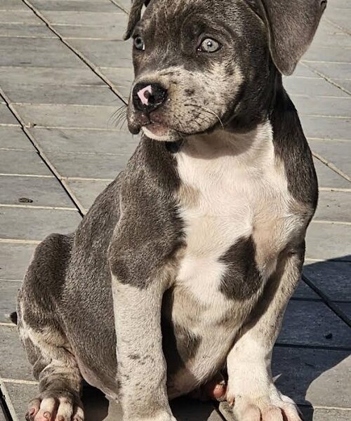 American bully xl