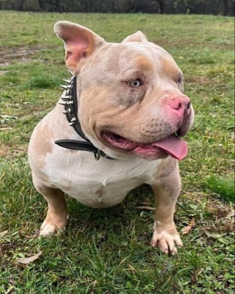 American bully pocket tri color merle