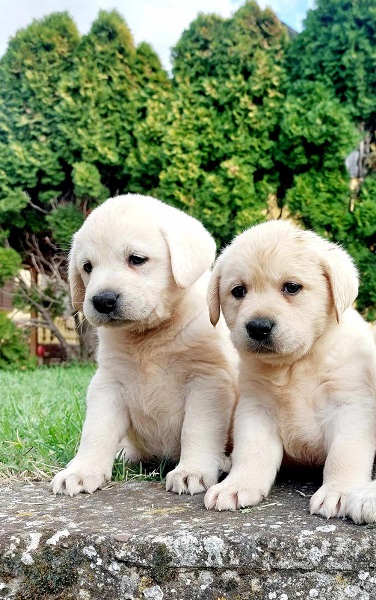 Labrador retriver štenci