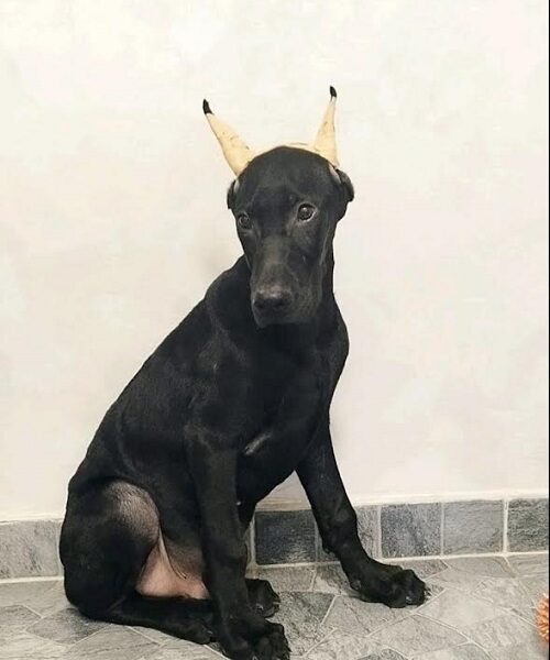 Doberman