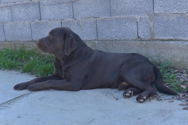 Labrador retriver