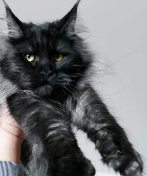 Maine Coon mačići