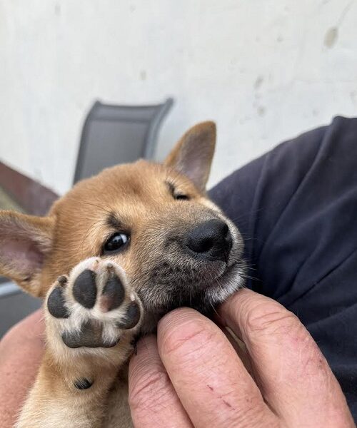 Štenci Shiba inu