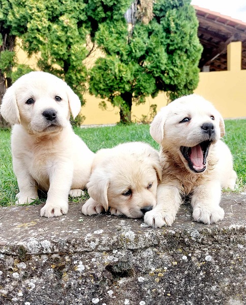 Labrador retriver štenci