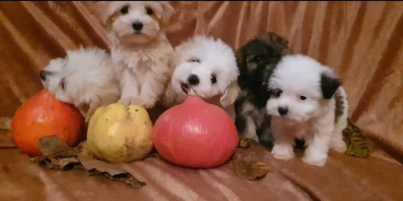 Prelepi MALTIPOO štenci