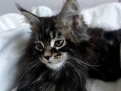 Maine coon mačići