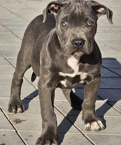 American bully xl