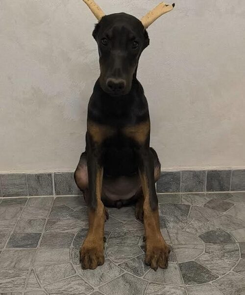 Doberman