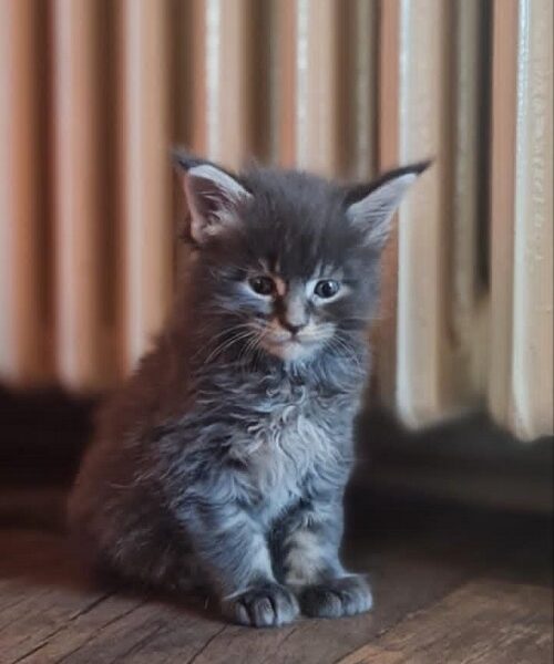 Maine Coon mačići