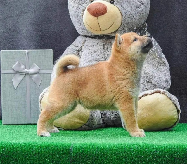 Štenci Shiba inu