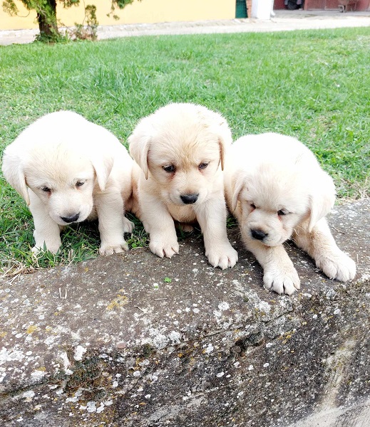 Labrador retriver štenci