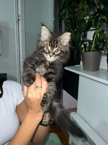 Maine coon mačići