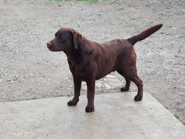 Labrador retriver