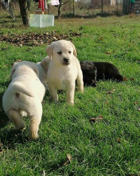 Labrador retriver