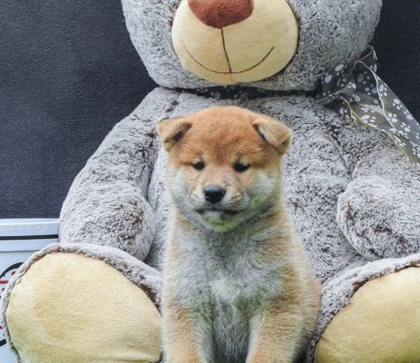 Štenci Shiba inu