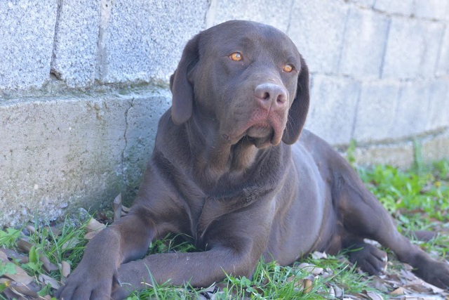 Labrador retriver