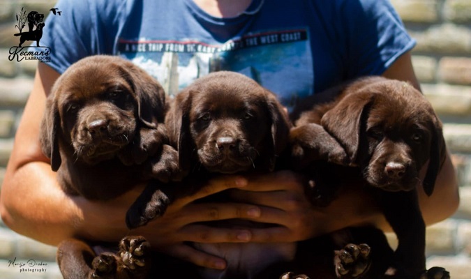 Labrador Retriver štenci, čokoladni