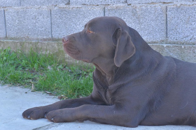 Labrador retriver