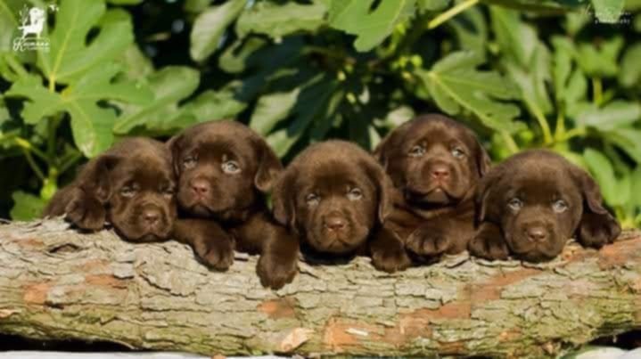 Labrador Retriver štenci, čokoladni