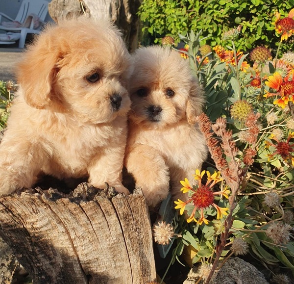 Prelepi MALTIPOO štenci