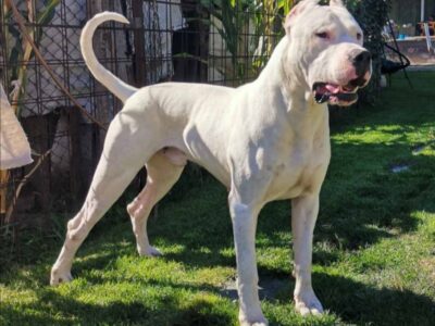 Dogo argentino štenci