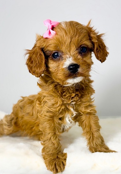 Cavapoo-kavapu (Cavalier + toy pudla)