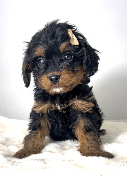 Cavapoo-kavapu (Cavalier + toy pudla)