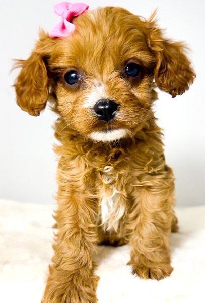 Cavapoo-kavapu (Cavalier + toy pudla)