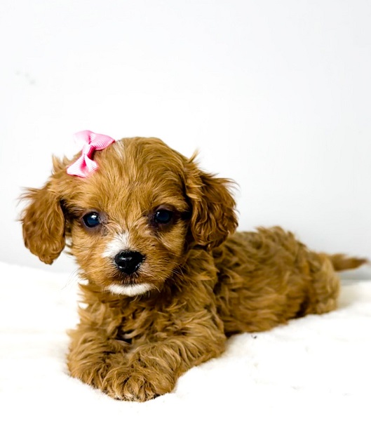 Cavapoo-kavapu (Cavalier + toy pudla)