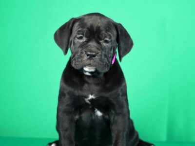 Cane Corso prelepi stenci