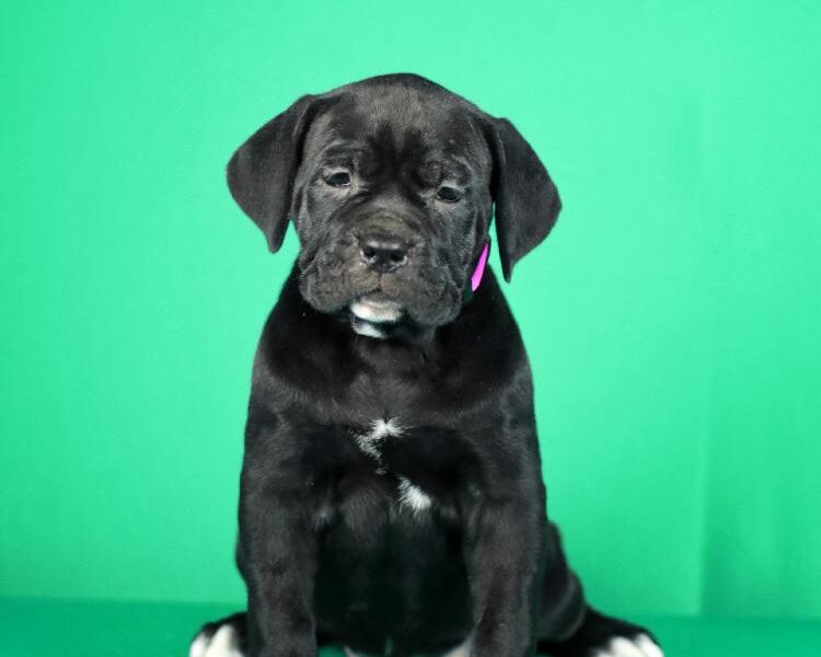 Cane Corso prelepi stenci