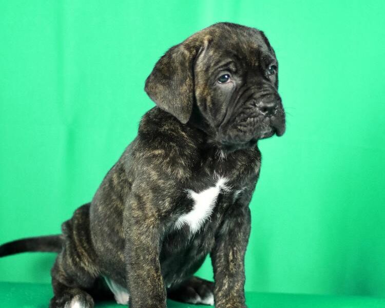 Cane Corso prelepi stenci