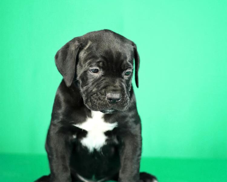 Cane Corso prelepi stenci