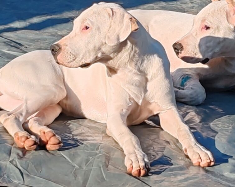 Dogo argentino štenci