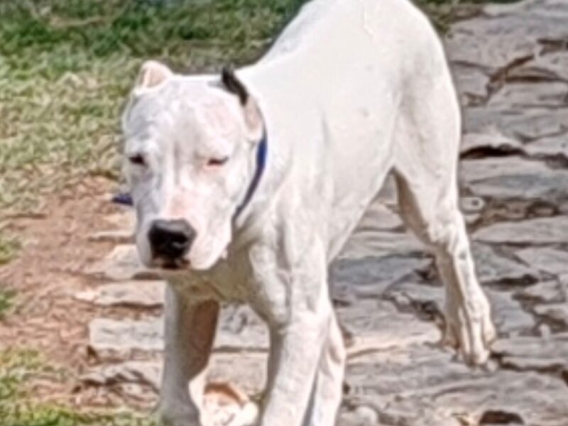 Dogo argentino štenci