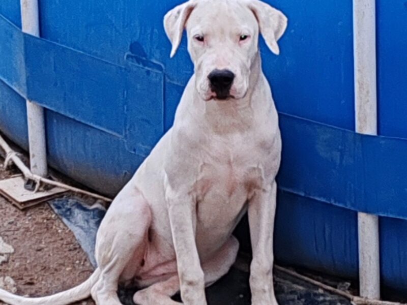 Dogo argentino štenci