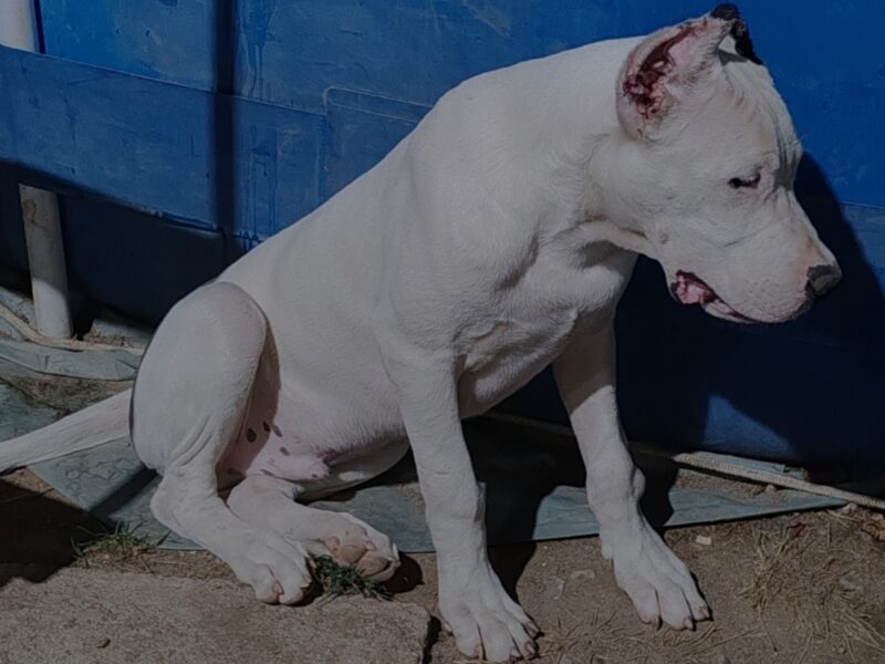 Dogo argentino štenci